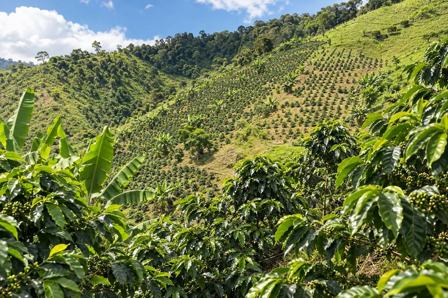 Cafetal sembrado en la ladera entre matas de plátano, con monte nativo arriba.