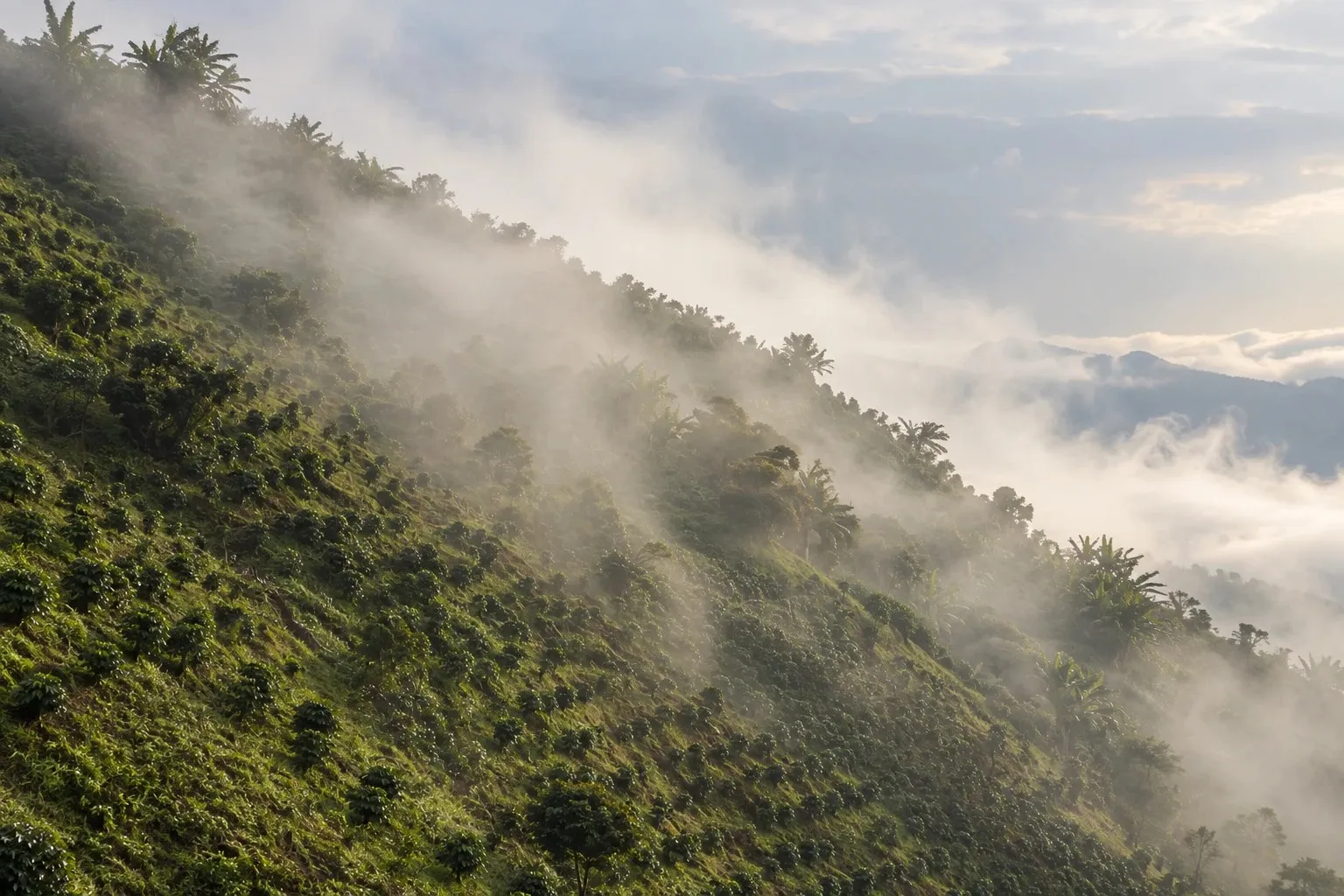 Ladera sembrada de café en Juntas, Tolima, cubierta por la niebla de la mañana.