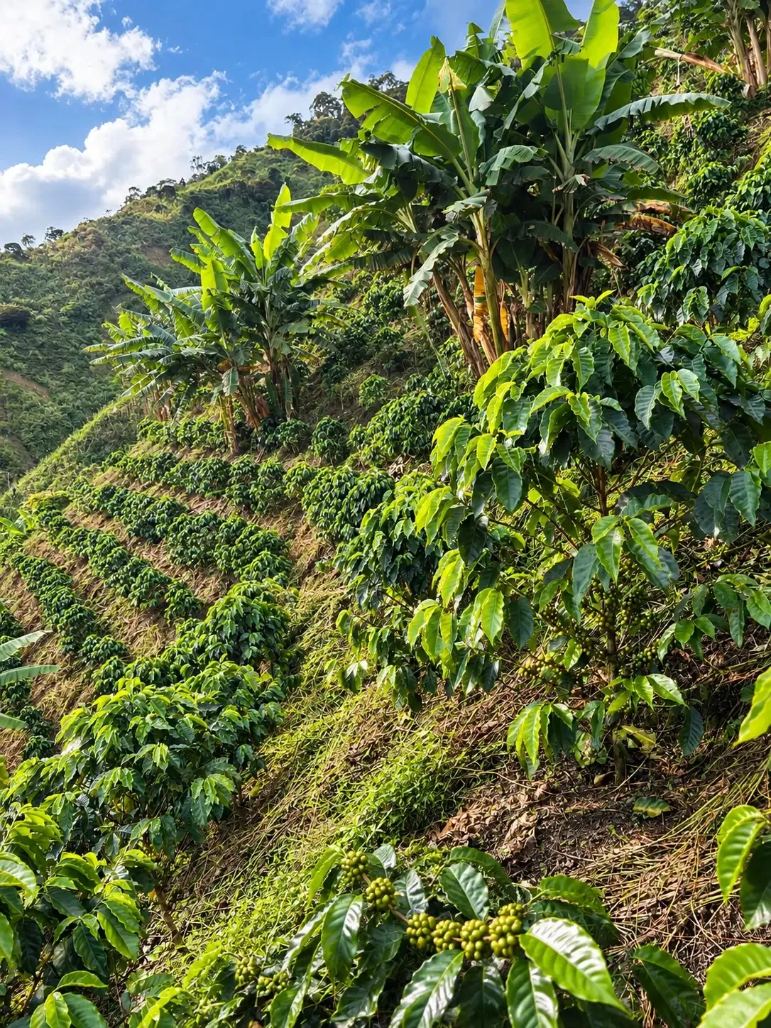 Surcos de café en una ladera empinada, a la sombra de matas de plátano, bajo el cielo azul.